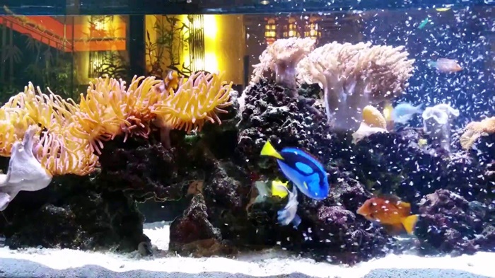 saltwater aquarium for beginners