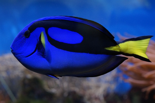 Blue Tang fish