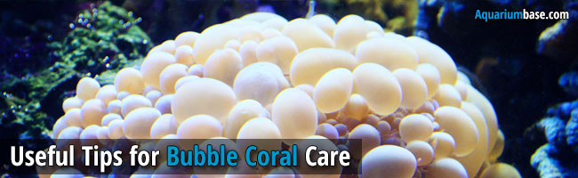 Bubble Coral Care