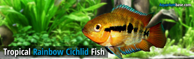 Rainbow Cichlid fish