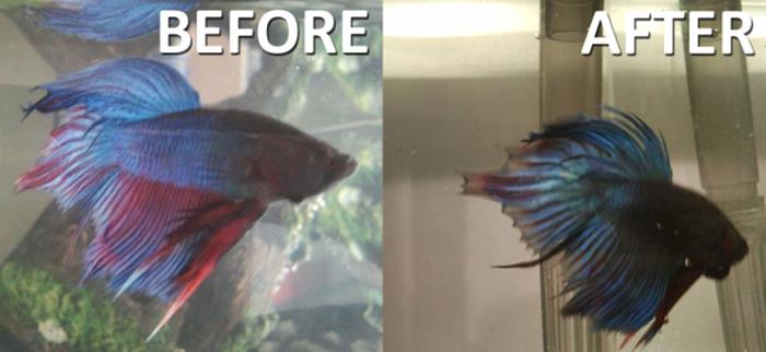 Betta Fish Diseases Find Out How To Prevent And Treatments