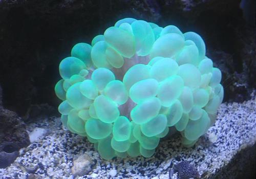 green bubble coral
