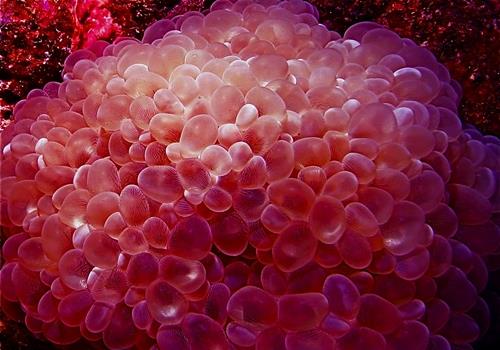 red bubble coral