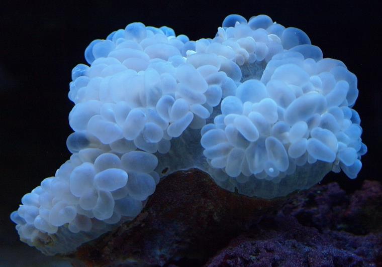 white bubble coral