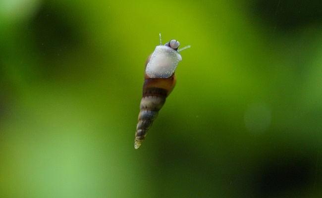 fish tank snails