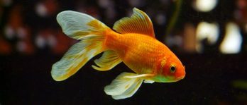 Goldfish Diseases and Symptoms