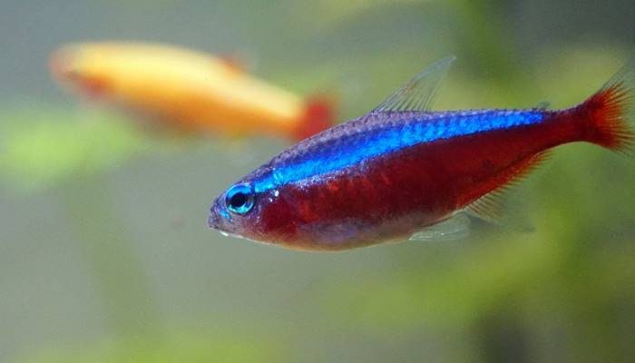 best fish for small tank